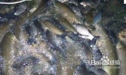 鲤鱼养殖爆料视频播放,爆款视频背后的养殖奥秘